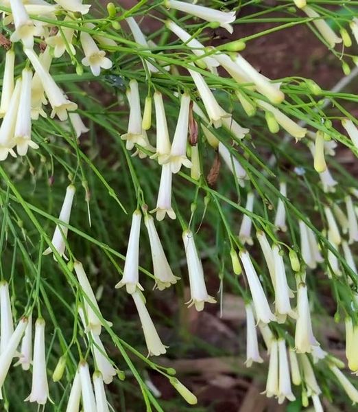Russelia alba
